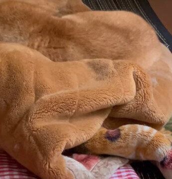 毛布と化した柴犬