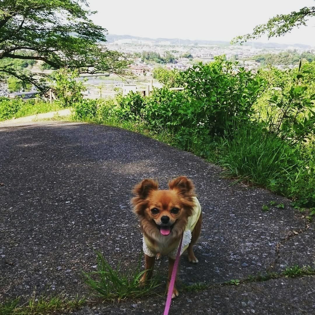 チクワちゃん、ハイキングコースに挑戦中