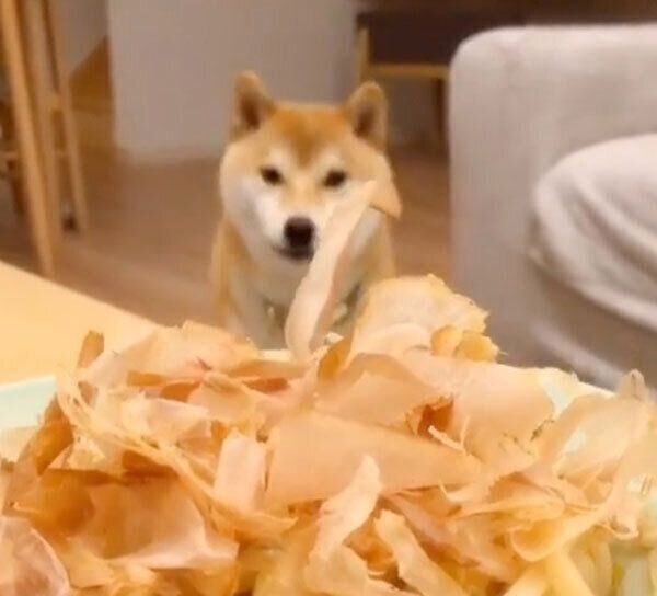 焼きうどんのかつお節と戦うこてつくん