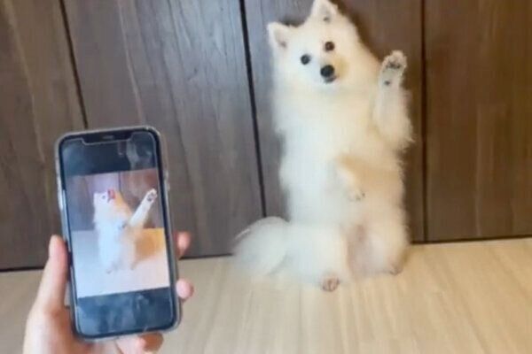 ポージングができるぽぽくん