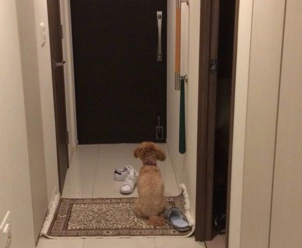 飼い主の帰りを健気に待つ犬