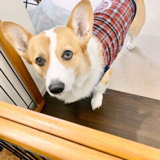 見つめるウェルシュ・コーギー・ペンブローク