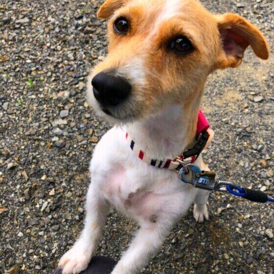 散歩しているジャック・ラッセル・テリア