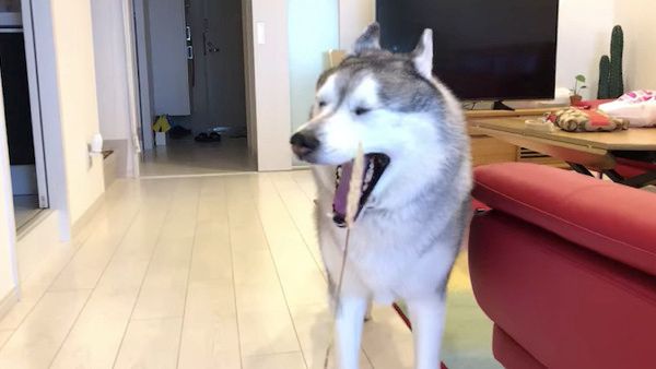 猫じゃらしで遊ぶシベリアン・ハスキー