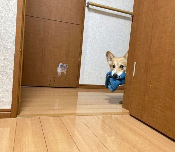 タオル持ってくるベルちゃん