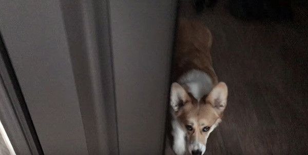 帰りを待つコーギー