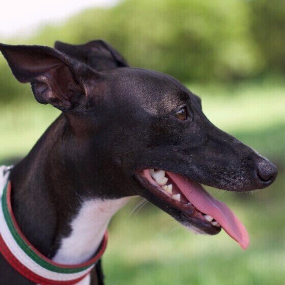 イタリアン グレーハウンドの特徴と性格 飼い方 価格相場など 犬図鑑 いぬのきもちweb Magazine イタリアン グレーハウンドの特徴と性格 飼い方 価格相場など 犬図鑑 いぬのきもちweb Magazine