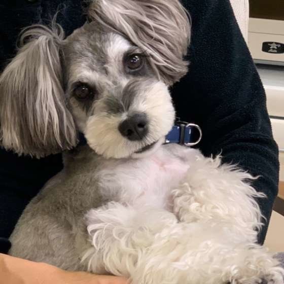 ミニチュア・シュナウザー