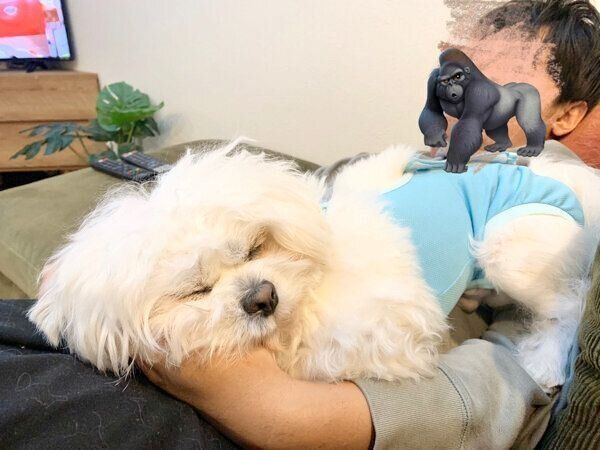 飼い主さんの体の上で眠るわむうくん