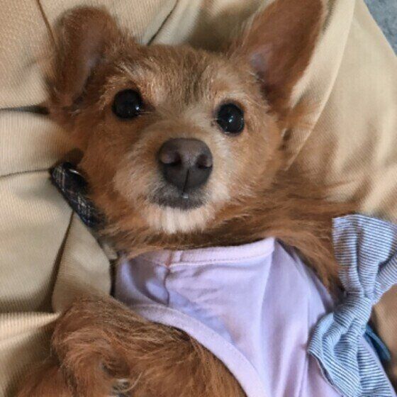 寝転がるMixのくるみちゃん