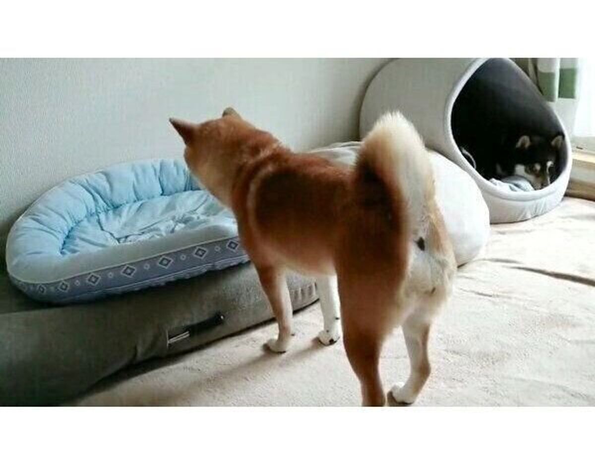 ベッドに向かって ぴょこん とジャンプする犬 近くで見ていた同居犬の反応が笑える いぬのきもちweb Magazine ベッドに向かって ぴょこん とジャンプする犬 近くで見ていた同居犬の反応が笑える いぬのきもちweb Magazine