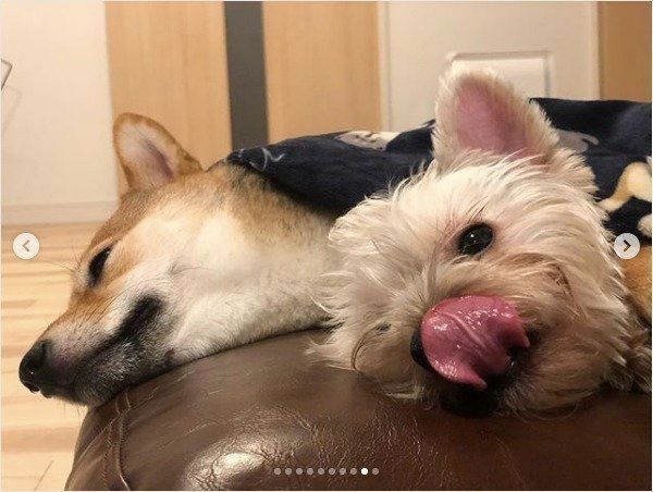 豆柴とヨークシャー・テリア