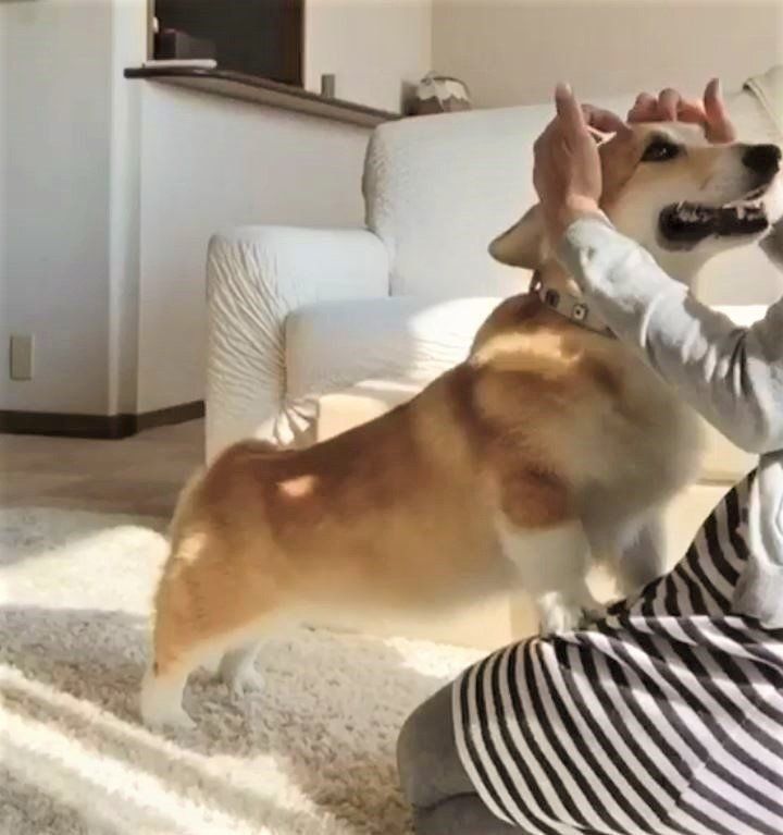 首輪をつけてもらうコーギー