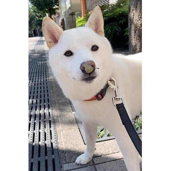 鼻に葉っぱをつけるゆきみちゃん