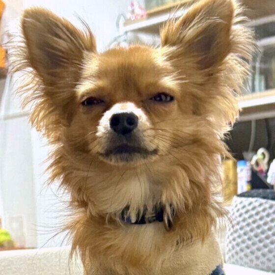 眠そうなチワワ