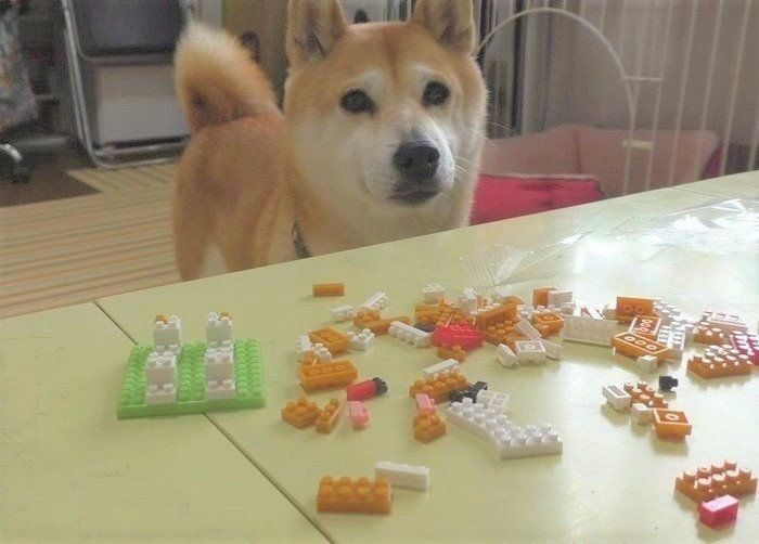 飼い主さんが悪戦苦闘するナノブロックの向こうの柴の表情が D いぬのきもちweb Magazine