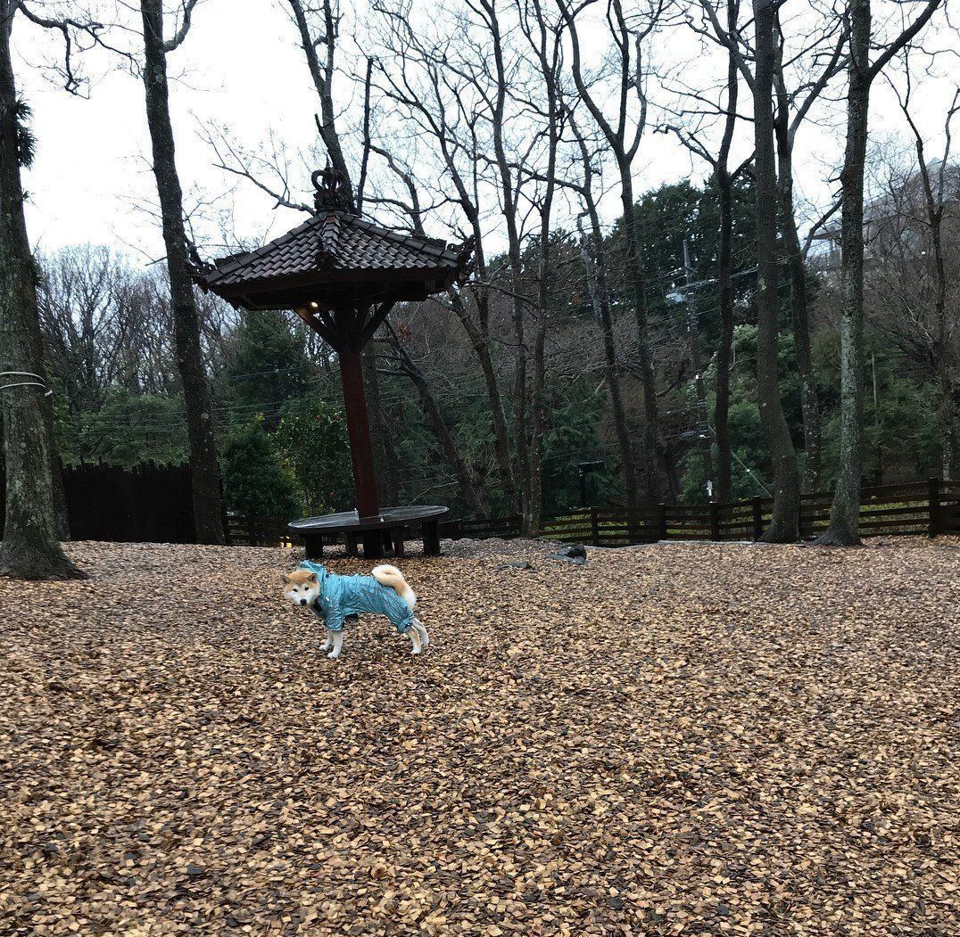 紗助くんと屋外ドッグラン