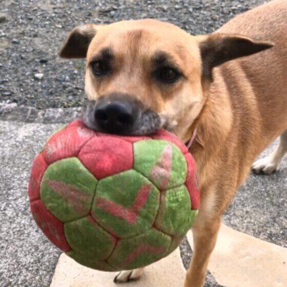 ボールで遊ぶMix犬