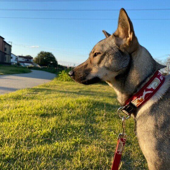 どこかを見つめるこむぎちゃん