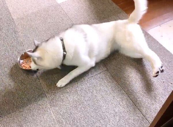 寝っ転がりながらごはんを食べようとするぷくちゃん