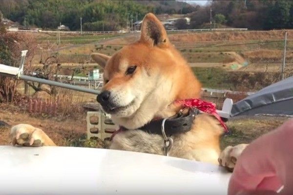 おやつが取れないワンコ