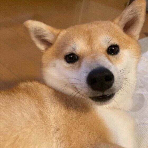 夏は犬の脱走・迷子が多くなるので注意！ 犬の脱走対策とは？