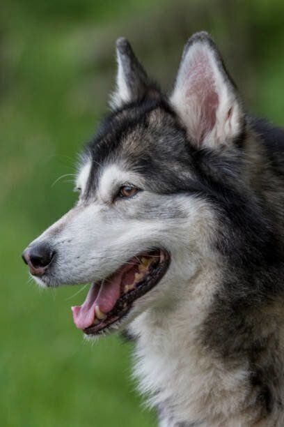 羊毛フェルト　アラスカンマラミュート　犬 handmade 羊毛フェルト ☆ アラスカンマラミュート 犬 オーダー