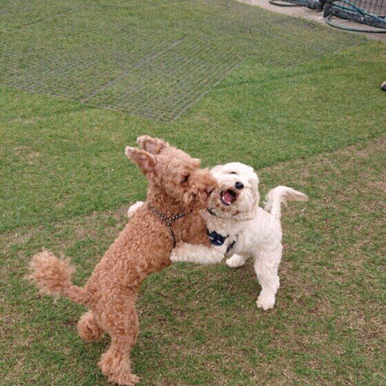 犬が楽しむガウガウ遊び「ワンプロ」の注意点とは？ いぬのきもち