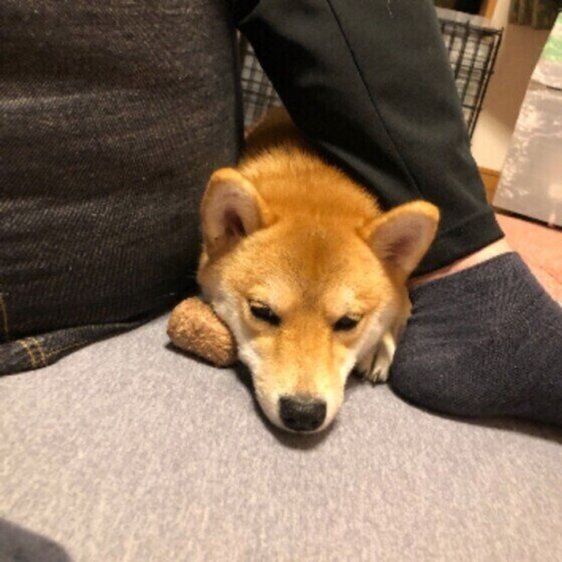 信頼関係がある証 犬が飼い主の 足元 で寝る心理 獣医師解説 いぬのきもちweb Magazine 信頼関係がある証 犬が飼い主の 足元 で寝る心理 獣医師解説 いぬのきもちweb Magazine