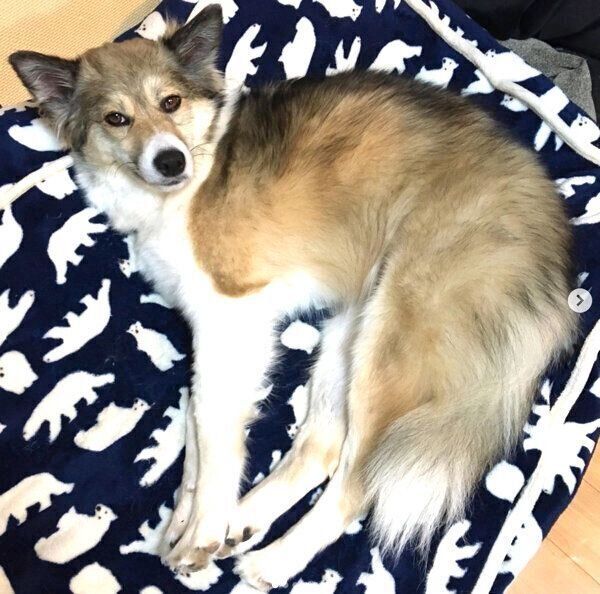 くつろぐフィオちゃん