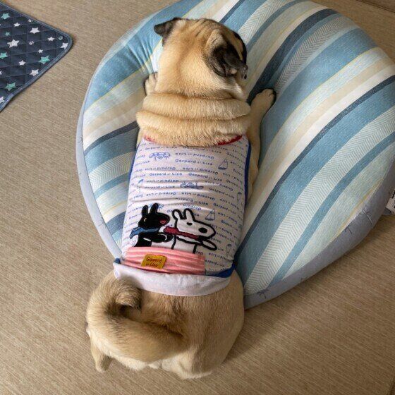 お尻がかわいいパグ