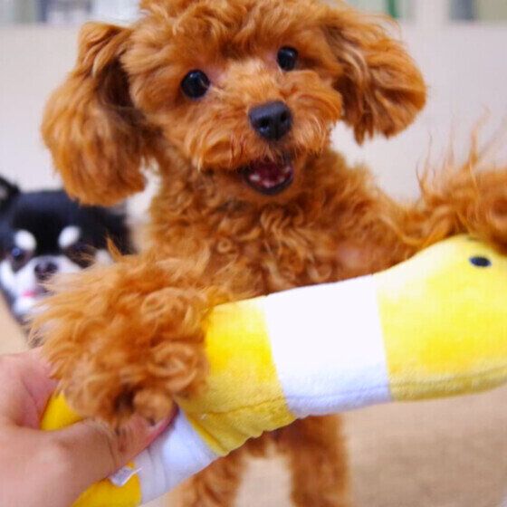 犬のよだれが多くなる理由と注意する異常なよだれとは？ いぬのきもち