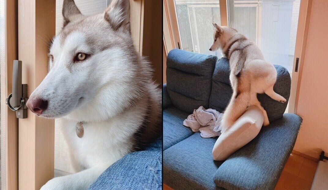 凛々しい顔なのに後ろ姿がマヌケなアイリスちゃん