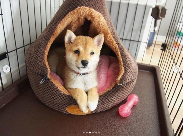 ハウスの中でくつろぐ柴犬