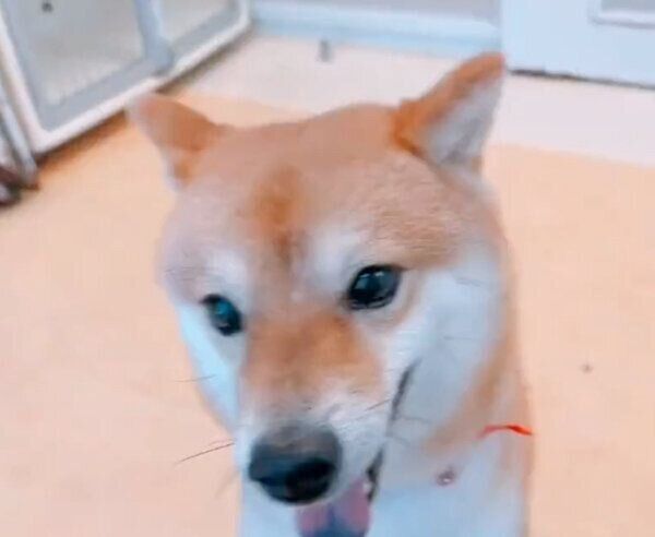 トリミングサロンのお姉さんに「褒めて〜」とアピールするちくわくん