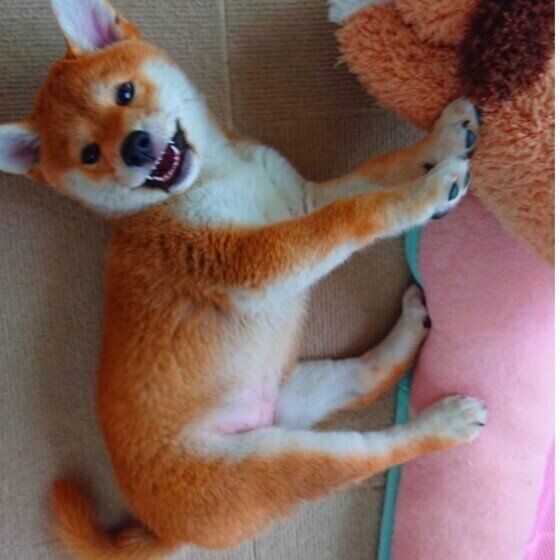 柴のすずちゃん