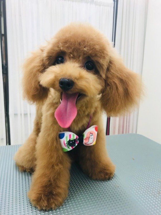 トイ・プードル　レンちゃん　ニッコリ笑顔