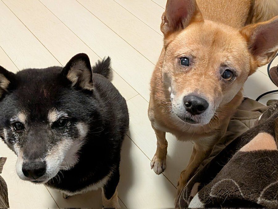 おやつがほしくて飼い主さんをつけ回したノアちゃんとハッピーちゃん