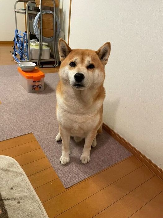 歯磨きガムがもらえるまで動かないさすけくん