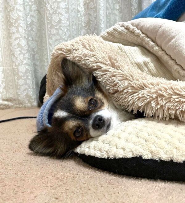 コタツでまったりするムギくん