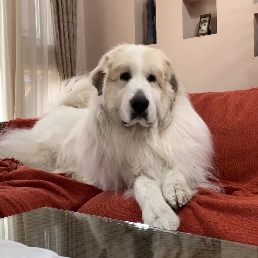 ソファーでくつろぐアランくん