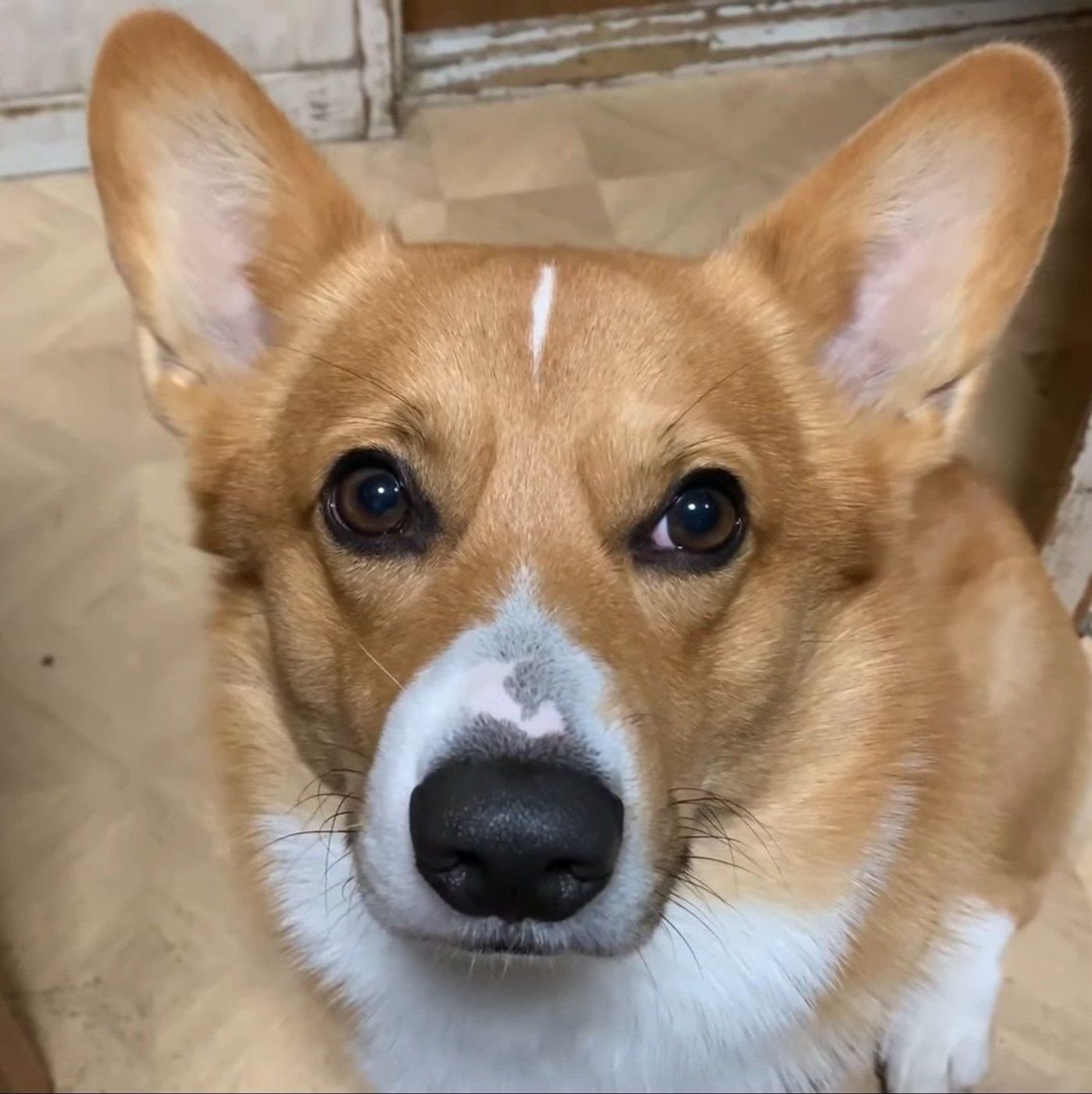 スン とした表情のコーギー いったいどんな気持ちなの いぬのきもちweb Magazine スン とした表情のコーギー いったいどんな気持ちなの いぬのきもちweb Magazine