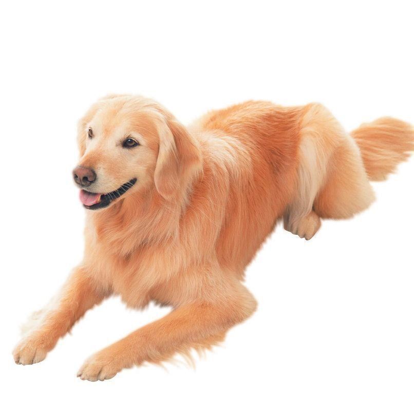 やさしい表情そのままに、穏やかな性格が魅力