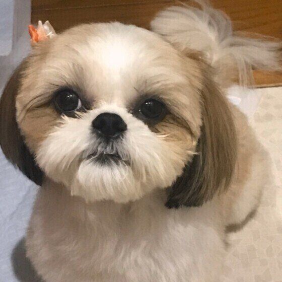 シー・ズーのチョコちゃん