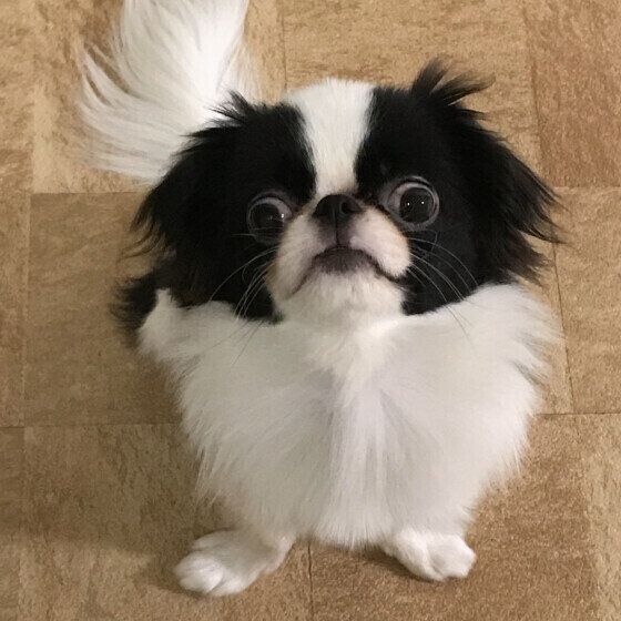 狆のルーちゃん