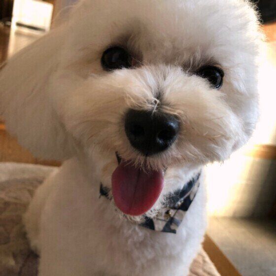 ペロリと舌を出すミックス犬