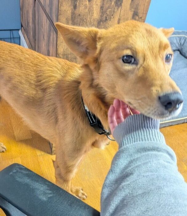 3才を迎えた犬