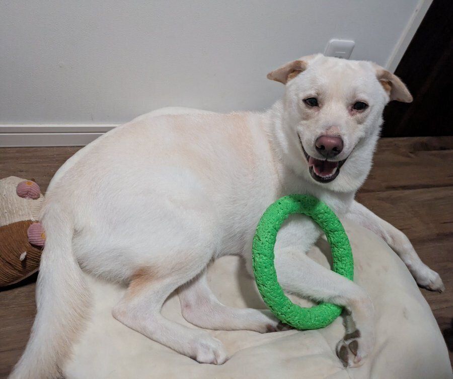 おもちゃを抱えて嬉しそうなヒノくん