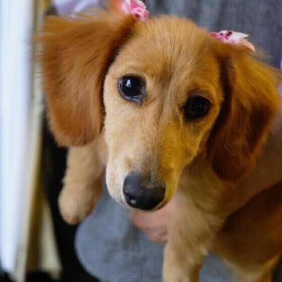 ミニチュア・ダックスフンドのはるちゃん