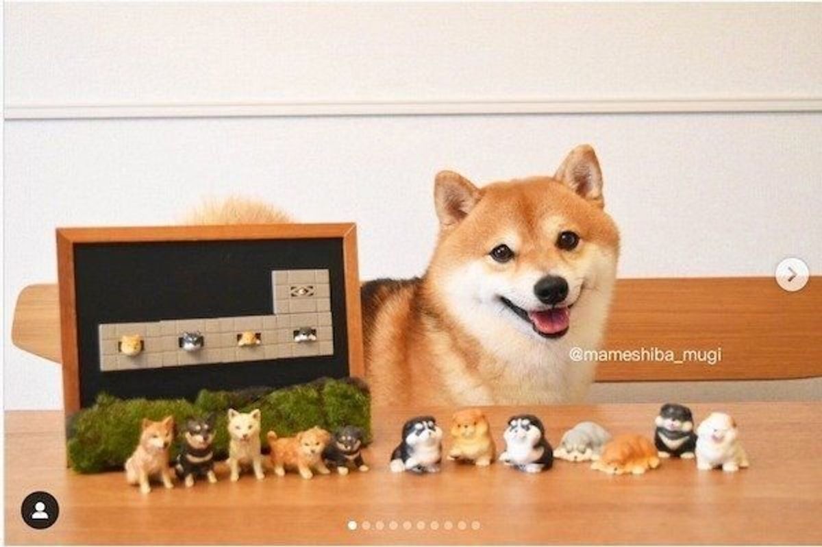 見つけたらガチャしたくなる 話題の 柴犬カプセルトイ 3選 いぬのきもちweb Magazine 見つけたらガチャしたくなる 話題の 柴犬カプセルトイ 3選 いぬのきもちweb Magazine